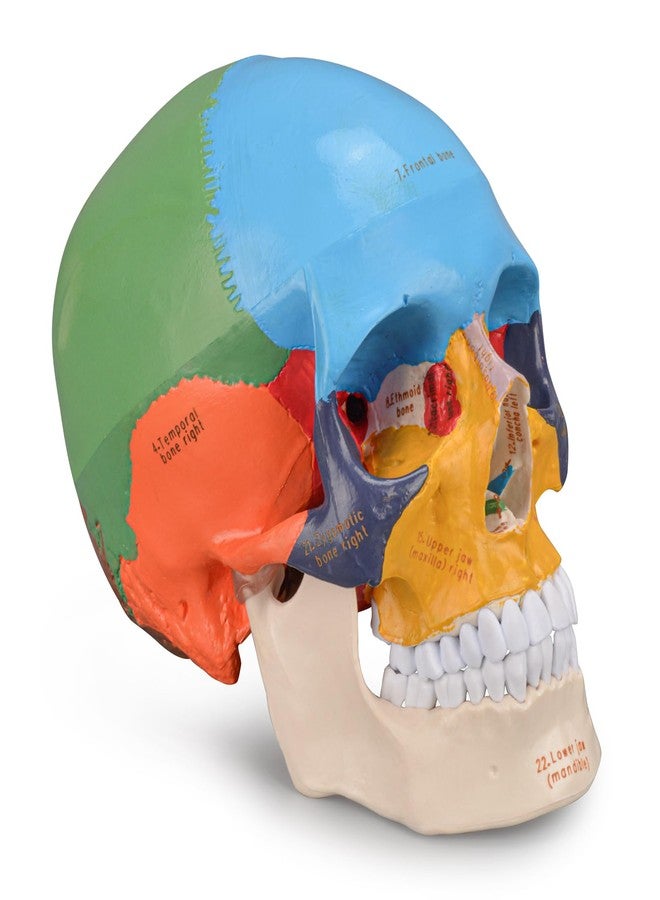 Skillssist Upgraded Life Size Human Colored Head Skull Anatomical Model with Newest Laser-Etched Fonts for Medical Student Human Anatomy Study Course Demonstration - Image 1